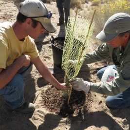 Last year we planted 90 bitterbrush shrubs with our volunteers - help us keep them growing strong in 2014!